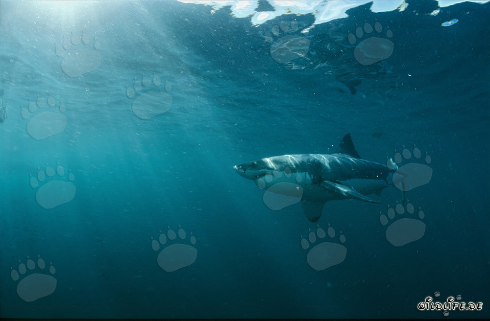 Imposanter Weißer Hai in der faszinierenden Unterwasserwelt vor Südafrika
