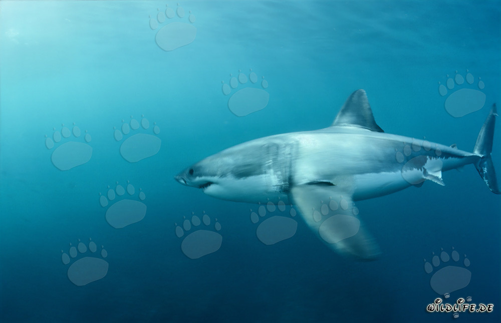 Great white shark hunting South African fur seals