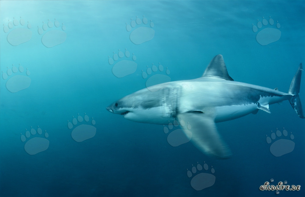 Requin blanc chasse les otaries à fourrure d'Afrique du Sud