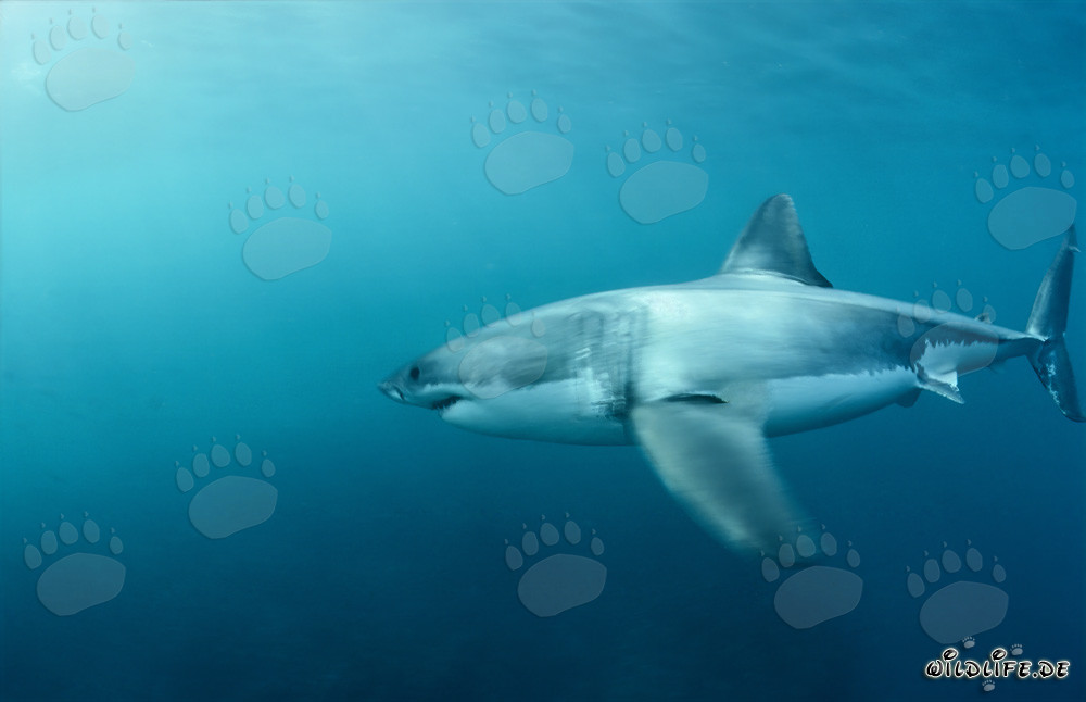 Tiburón blanco cazando focas de piel sudafricanas