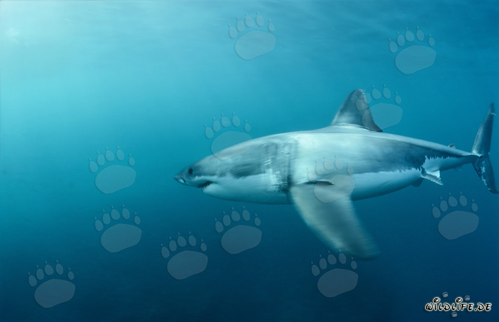 Weißer Hai jagt Suedafrikanische Pelzrobben