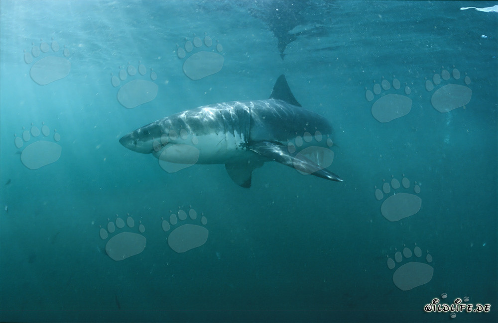 Impressive Great White Shark hunting its prey in the greenish waters off the coast of South Africa