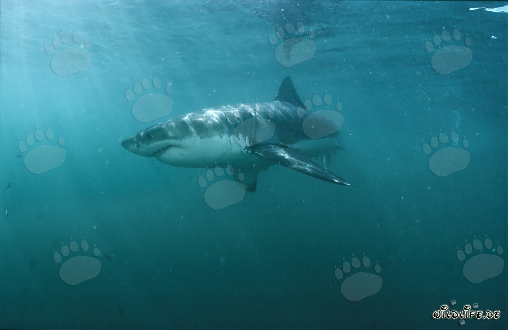 Grand requin blanc impressionnant chasse sa proie dans l'eau verdâtre au large de la côte sud-africaine