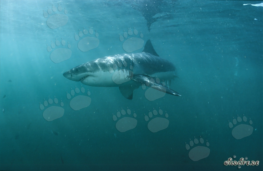 Imponente squalo bianco insegue la sua preda nelle acque verdognole al largo della costa sudafricana