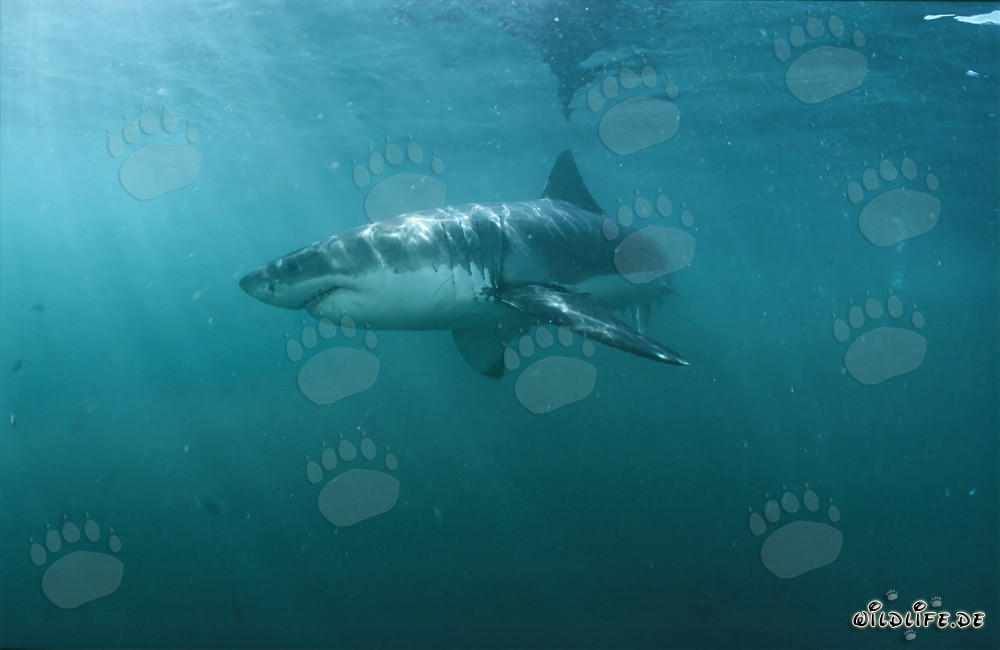 Impresionante tiburón blanco persigue a su presa en el agua verdosa frente a la costa de Sudáfrica