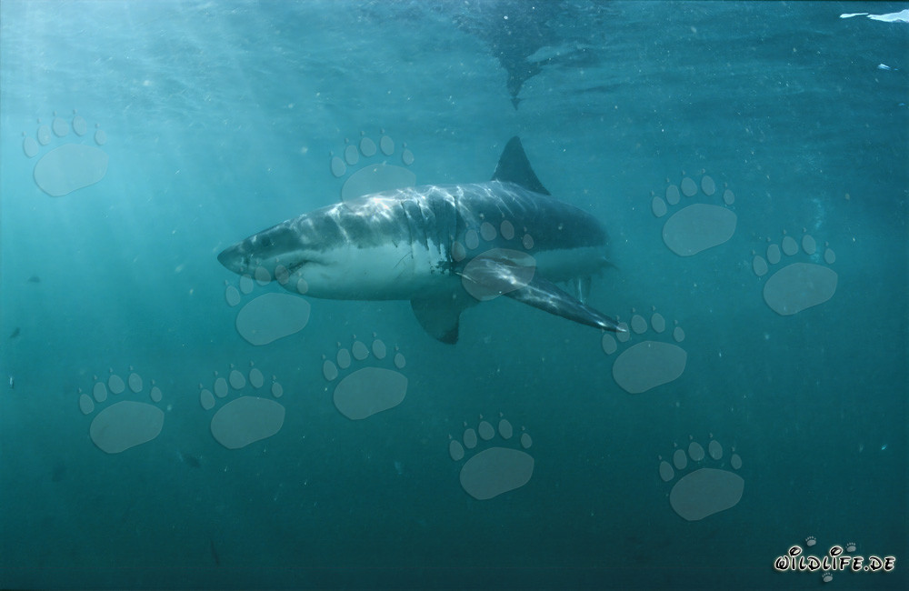 Imposanter Weißer Hai jagt seine Beute im grünlichen Wasser vor der Küste Südafrikas