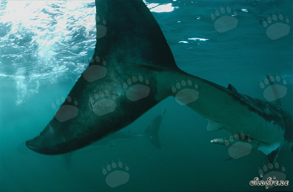 Majestic Great White Shark Crescentic Caudal Fin in South Africa