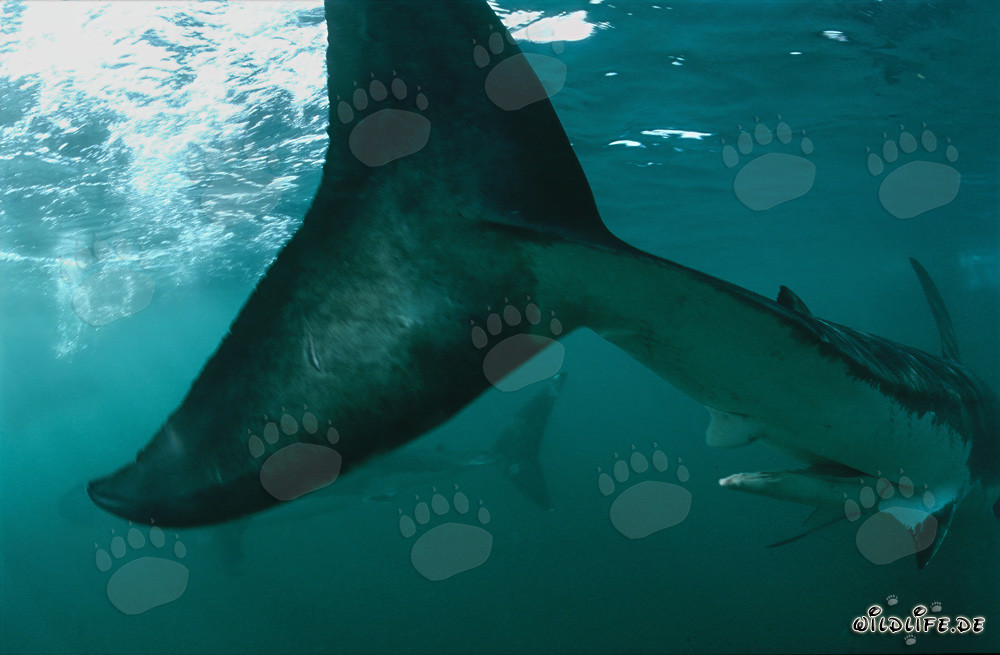 Fascinante nageoire caudale du grand requin blanc en Afrique du Sud