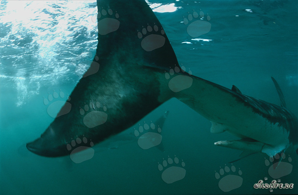 Aleta caudal majestuosa del tiburón blanco en Sudáfrica