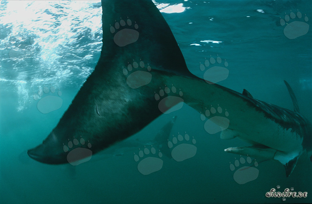 Majestätische Weiße Hai Schwanzflosse in Südafrika