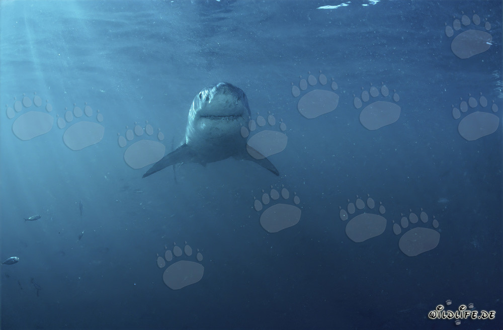 Grand requin blanc impressionnant au large de la côte sud-africaine