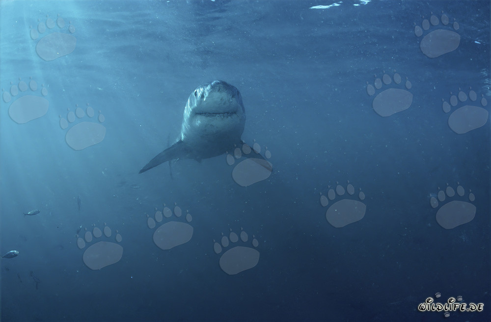 Impresionante Gran Tiburón Blanco frente a la costa de Sudáfrica