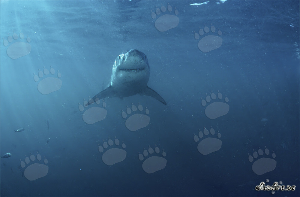 Impressive Great White Shark off the Coast of South Africa