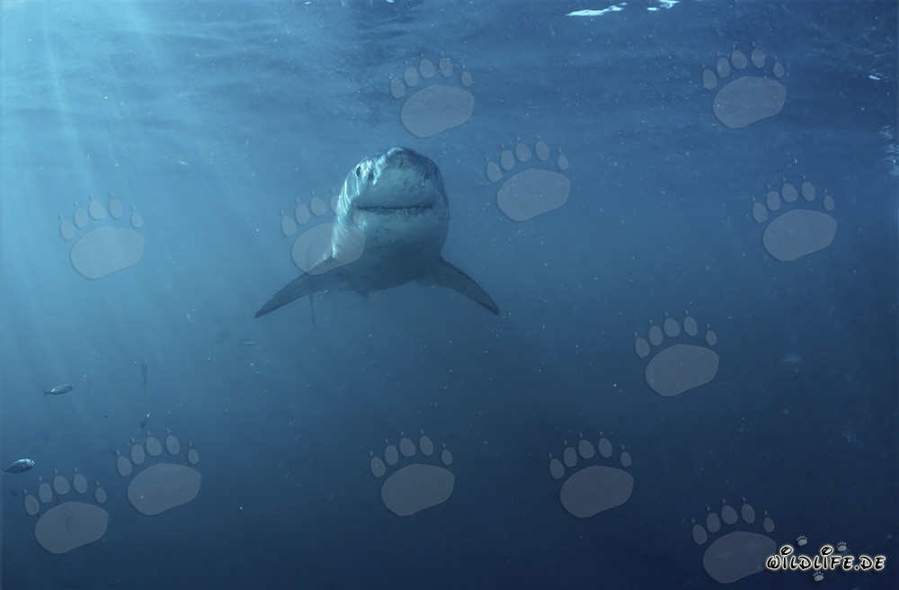 Imposanter Weißer Hai vor der Küste Südafrikas