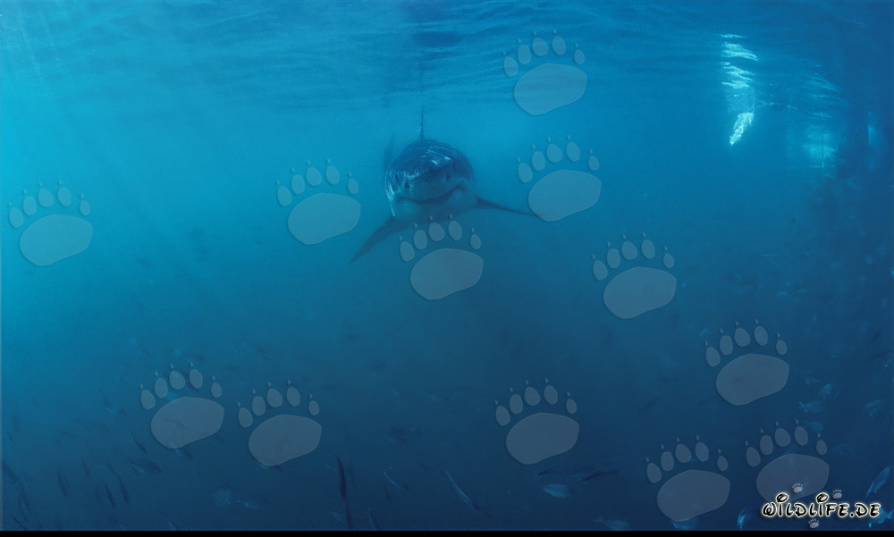 Baby Great White Shark in a shoal
