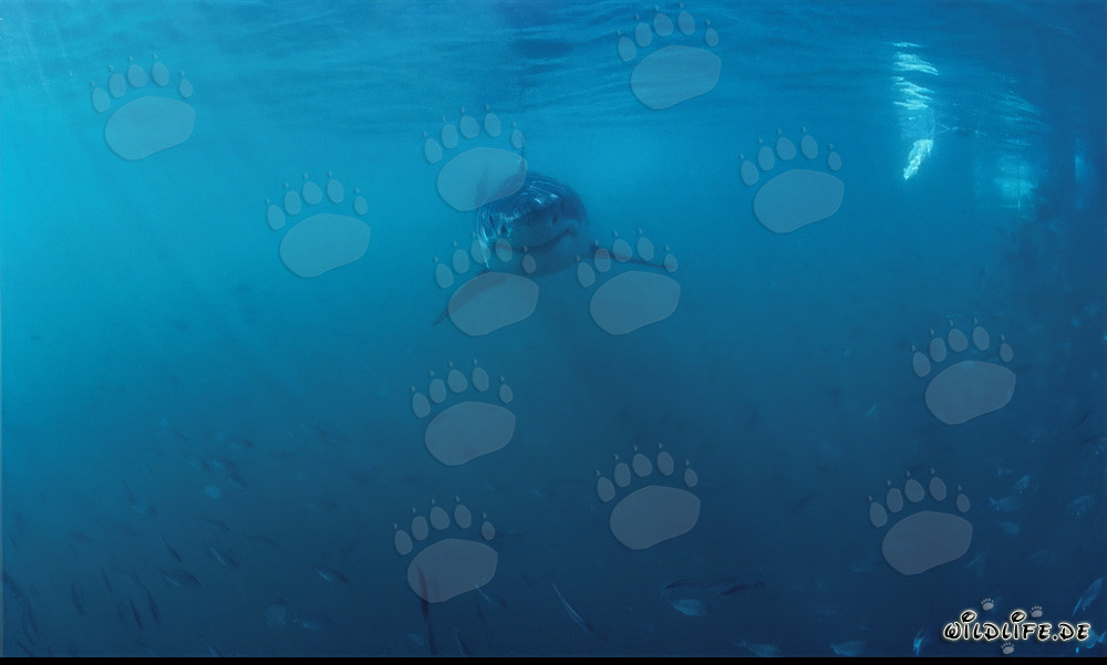 Jeune Requin Blanc dans un banc de poissons