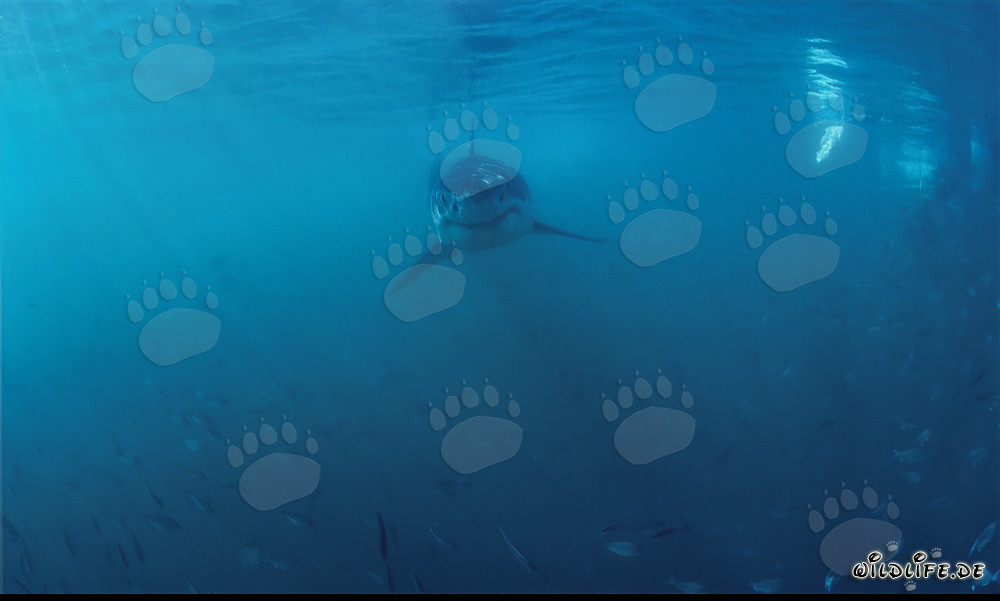 Tiburón Blanco Joven en un banco de peces