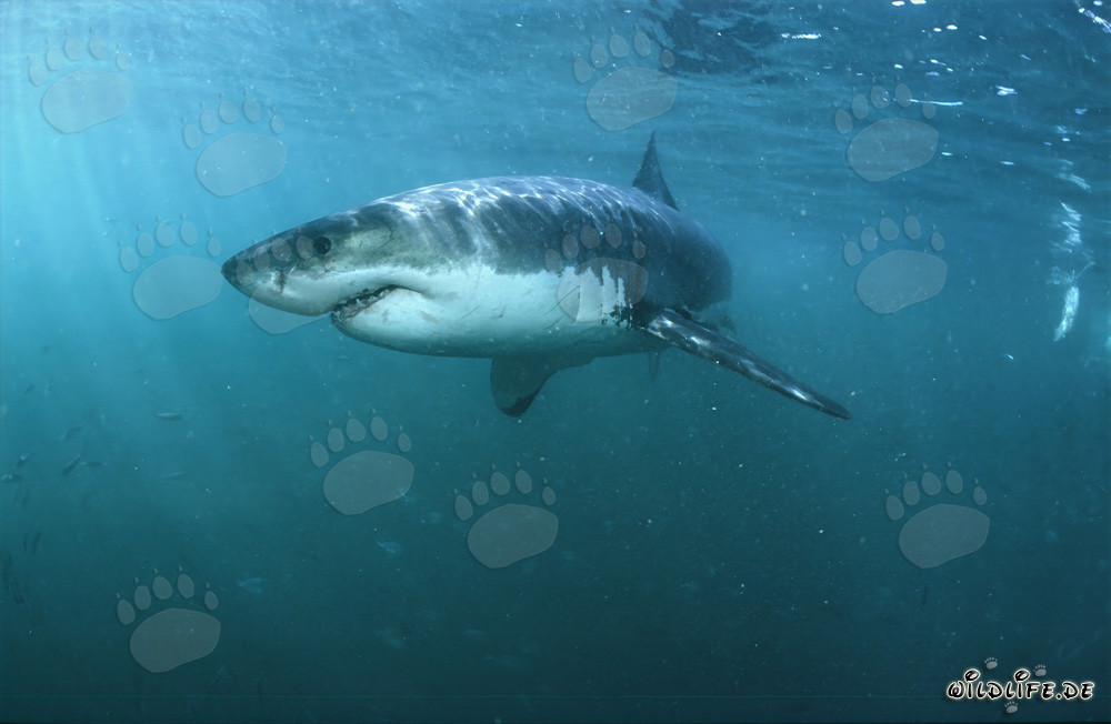 Grands requins blancs : des super prédateurs fascinants des mers