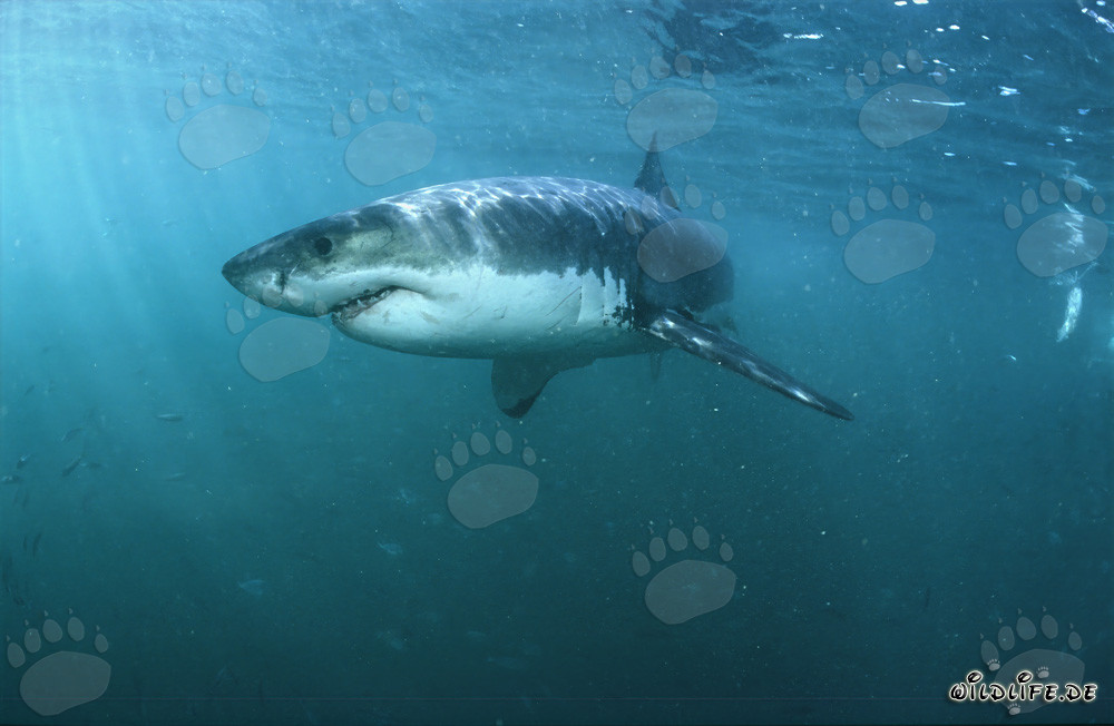 Great White Sharks: Fascinating Super Predators of the Seas