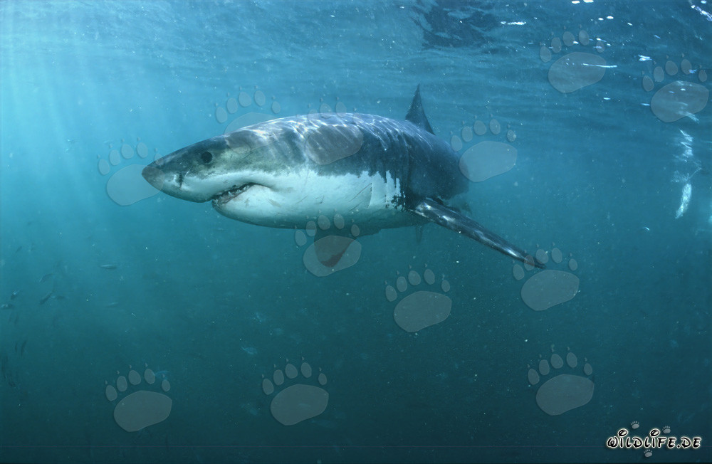 Squali bianchi: affascinanti superpredatori marini