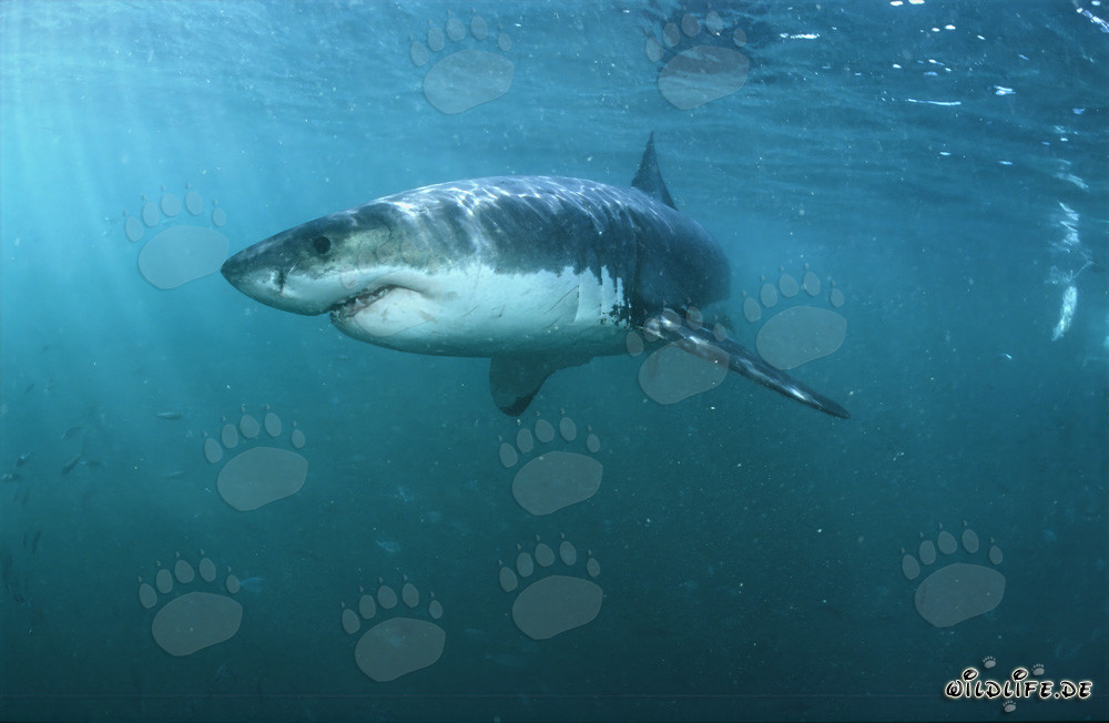 Tiburones blancos: fascinantes superdepredadores marinos