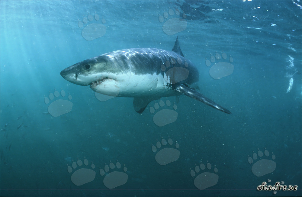 Weiße Haie: Faszinierende Superjäger der Meere