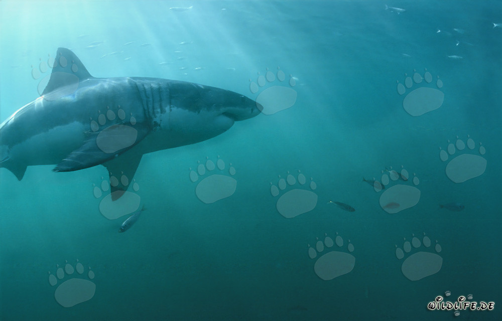 Fascinante Gran Tiburón Blanco nada con pequeños peces