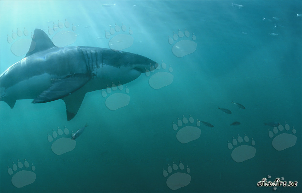 Grand requin blanc fascinant nage avec de petits poissons