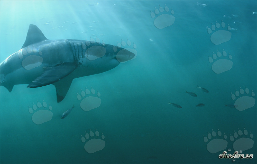 Fascinating Great White Shark Swimming with Small Fish