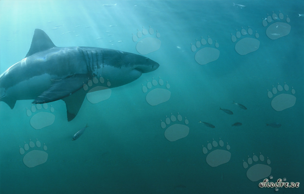 Faszinierender Großer Weißer Hai schwimmt mit kleinen Fischen