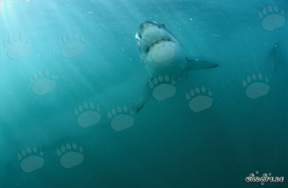 Ascension majestueuse du grand requin blanc au large des côtes sud-africaines