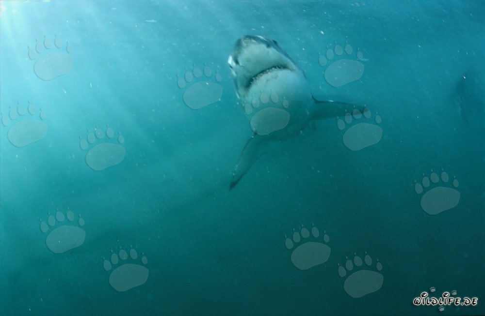 Majestic Ascend of the Great White Shark off the Coast of South Africa