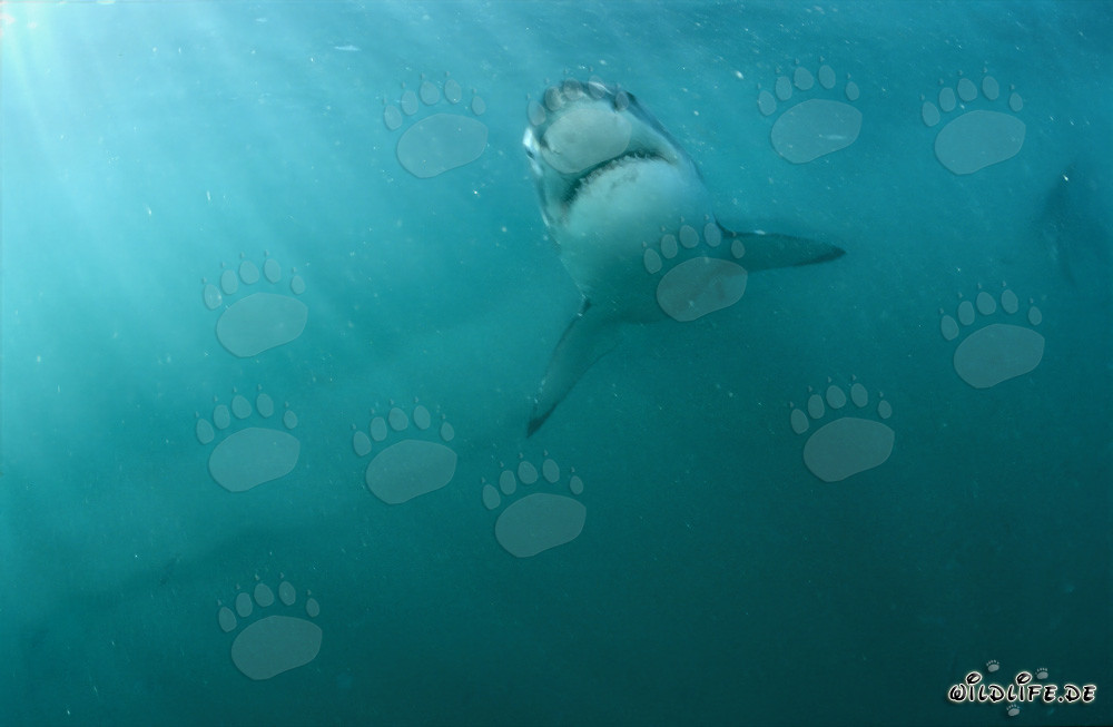 Ascesa maestosa dello squalo bianco al largo delle coste sudafricane