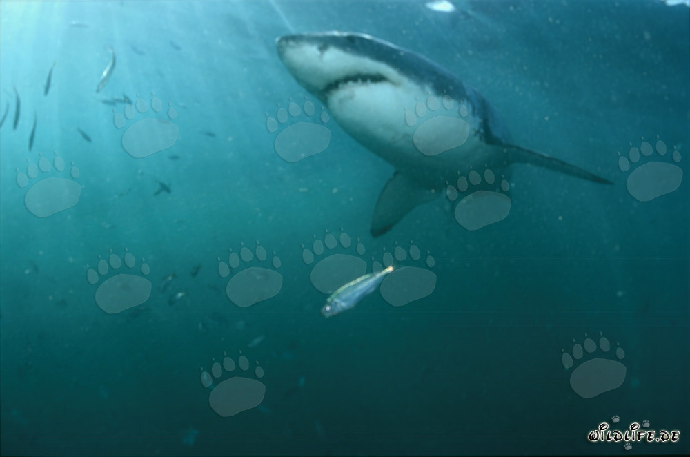 Fascinating Great White Shark hunting for prey