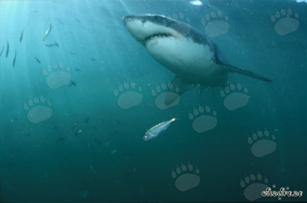 Requin blanc fascinant à la chasse