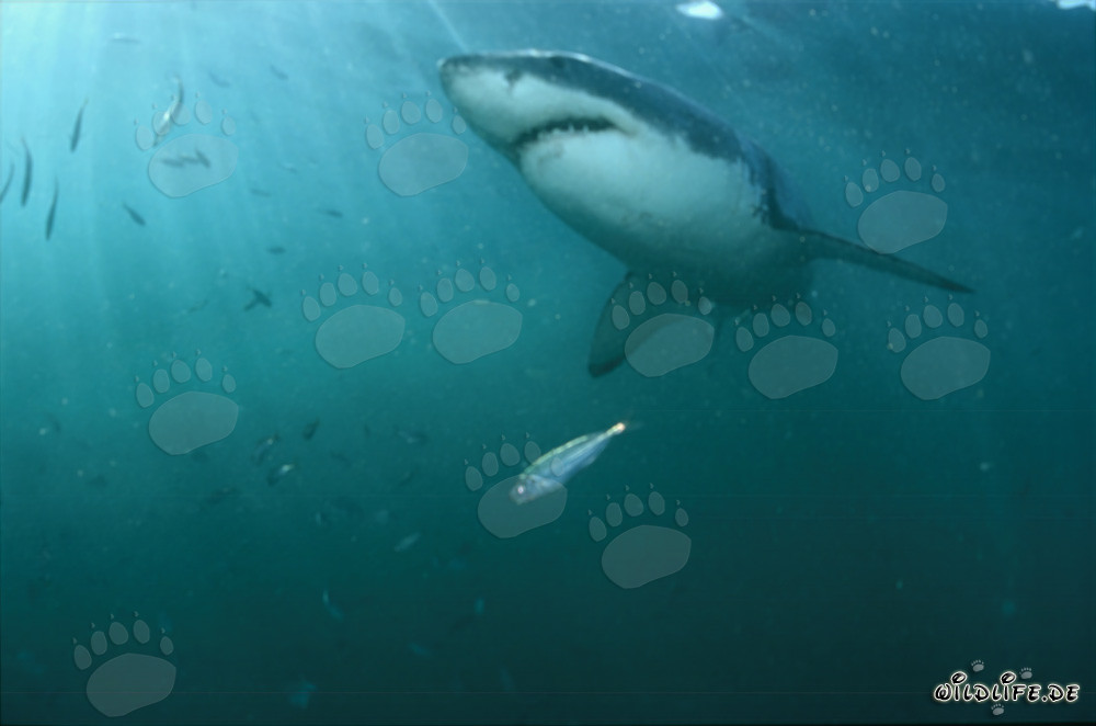 Affascinante Squalo Bianco in cerca di prede
