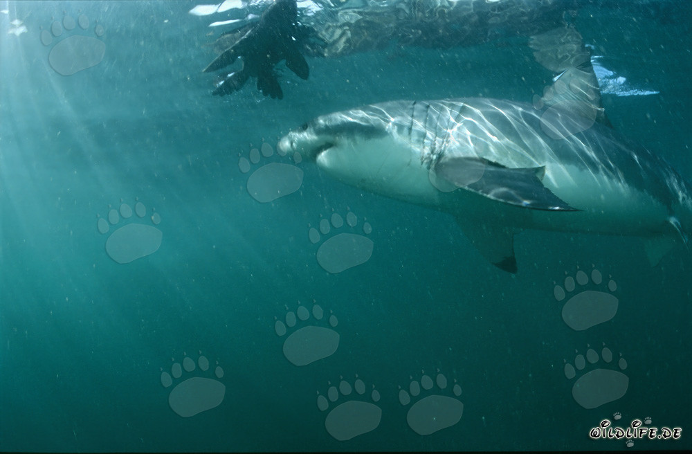 Grand requin blanc admire une réplique de phoque très réaliste