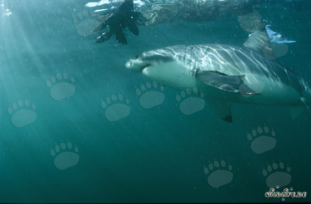 Grande squalo bianco ammira una replica di foca incredibilmente realistica