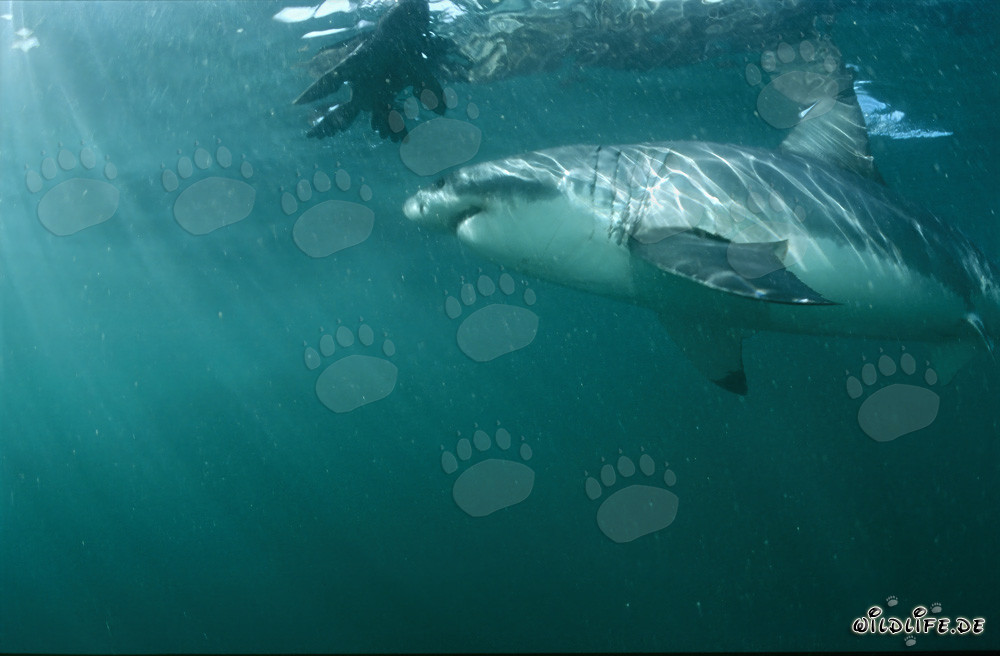 Gran tiburón blanco admira una réplica de foca increíblemente realista