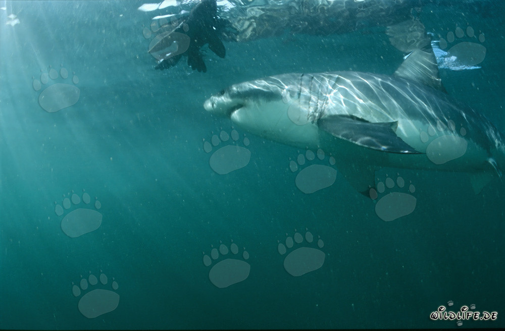Great White Shark admires lifelike seal decoy