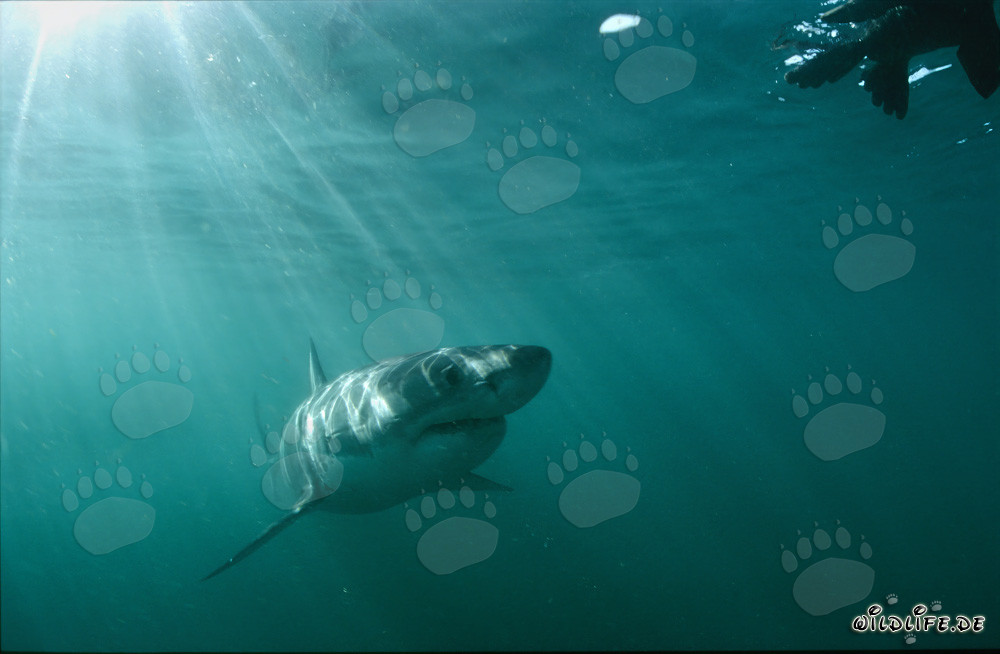 Majestic Great White Shark admires lifelike seal decoy