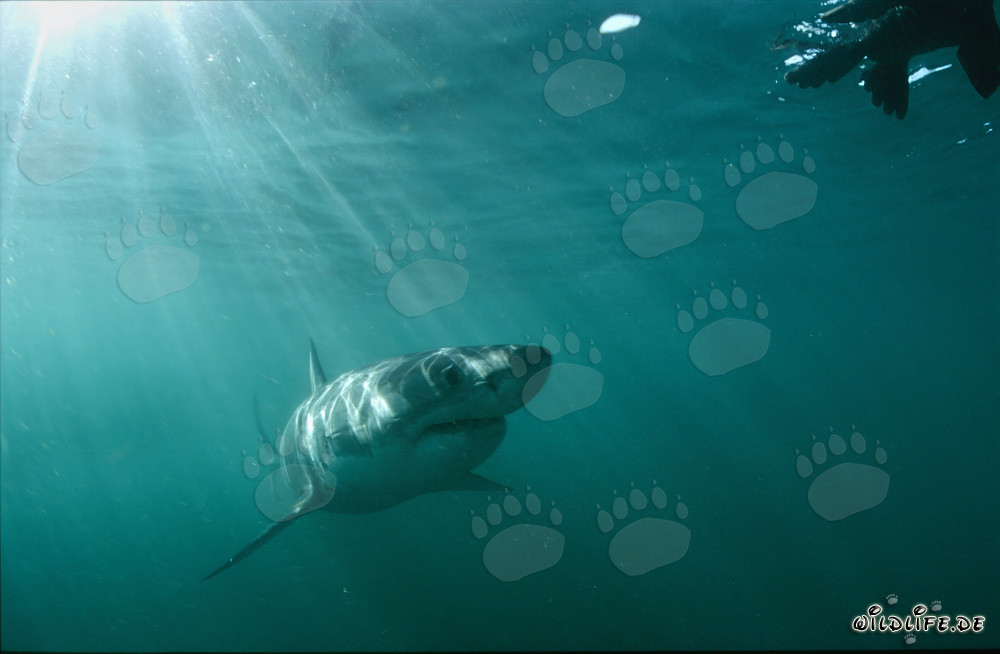 Requin blanc majestueux admire une fausse attraction de phoque incroyablement réaliste