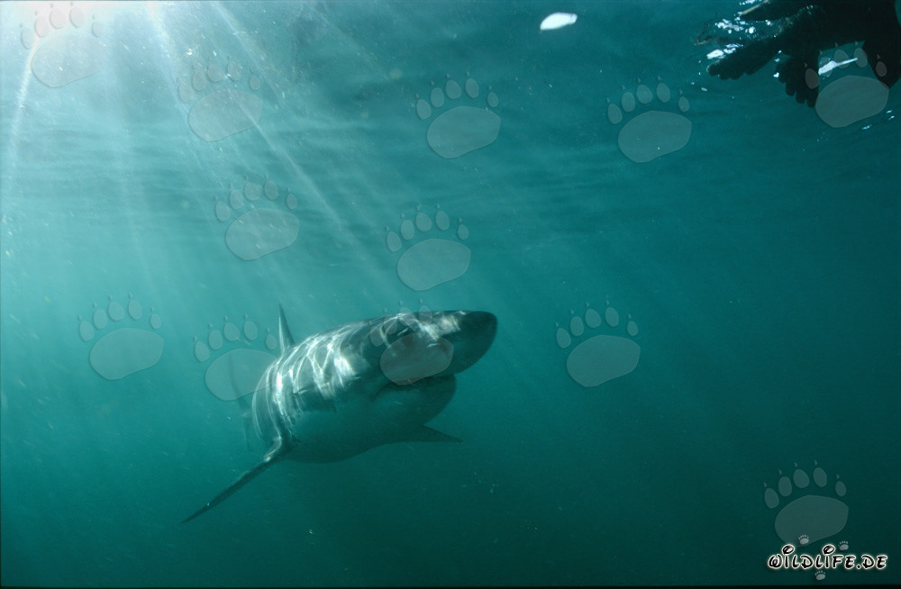 Majestuoso tiburón blanco admira una atractiva réplica de foca sorprendentemente realista