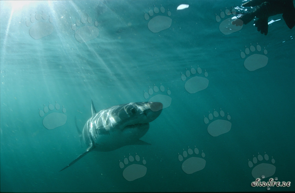Majestätischer Weißer Hai bewundert täuschend echte Robbenattrappe
