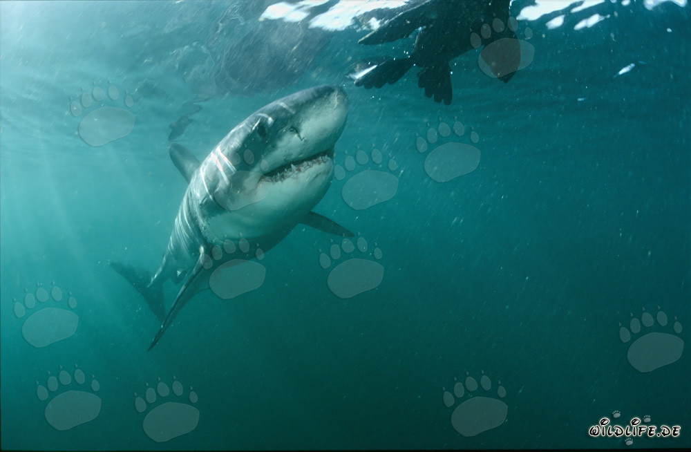 Great White Shark: A Seal Decoy Like This is Unknown to Him