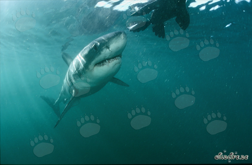 Requin blanc émerveillé : une telle otarie (leurre) lui est inconnue