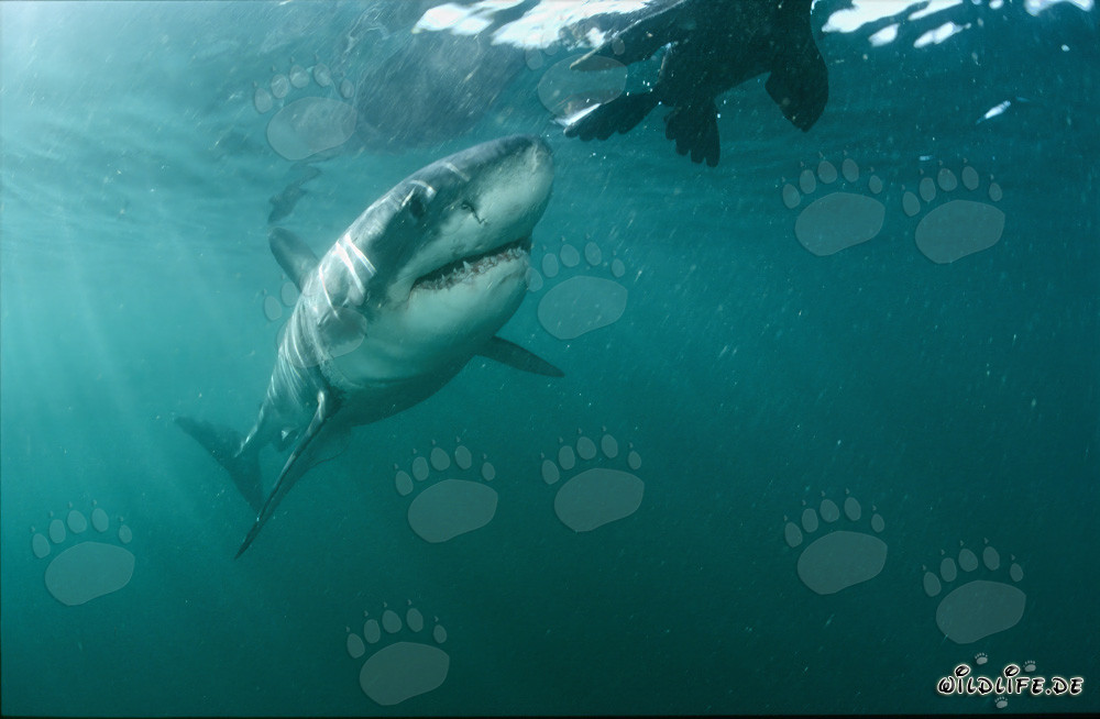 Squalo bianco stupito: una foca (fintanto) del genere gli è sconosciuta