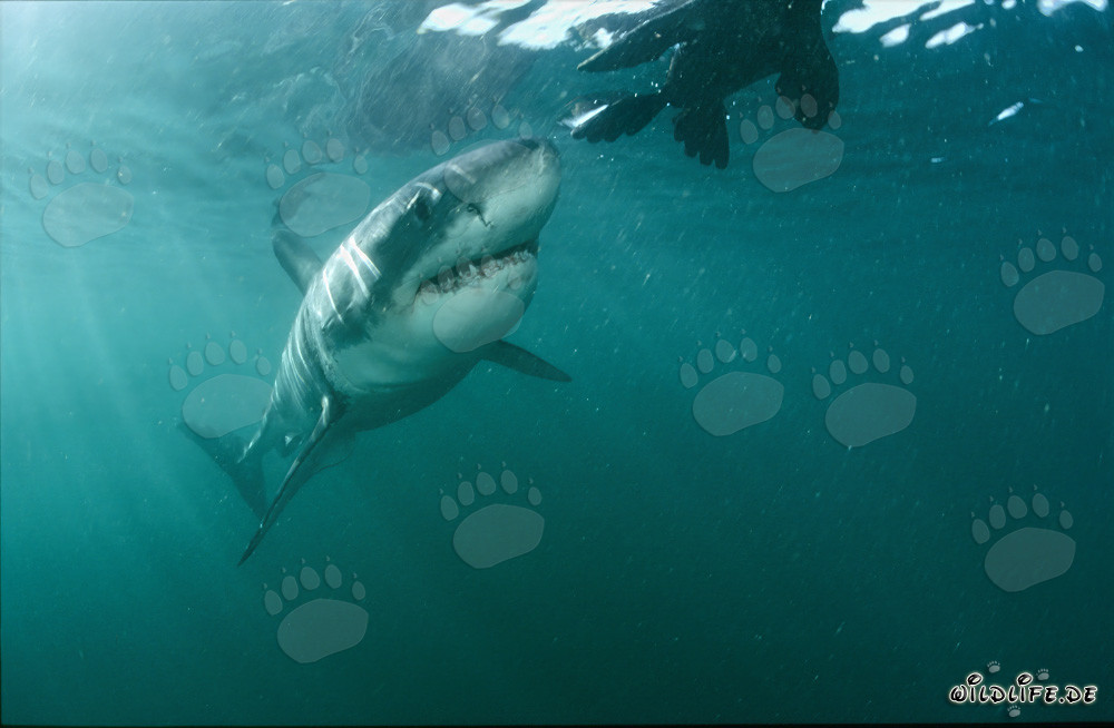 Tiburón blanco asombrado: un lobo marino (señuelo) así le es desconocido