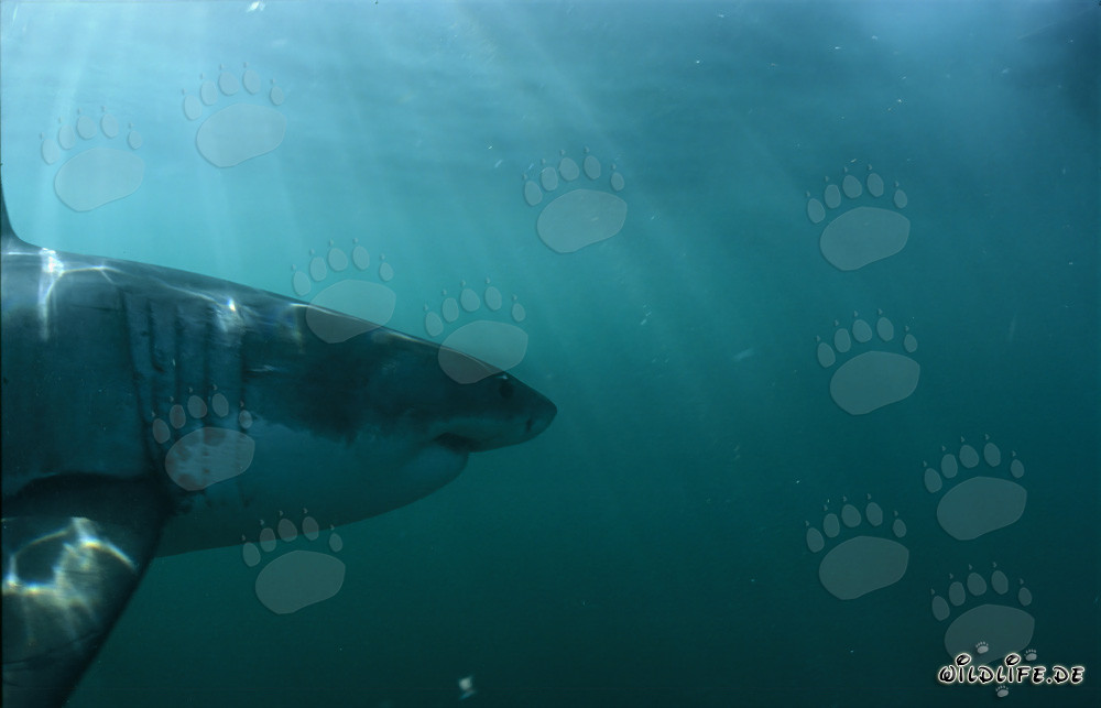 Portrait imposant du grand requin blanc - Majestueux habitant des mers
