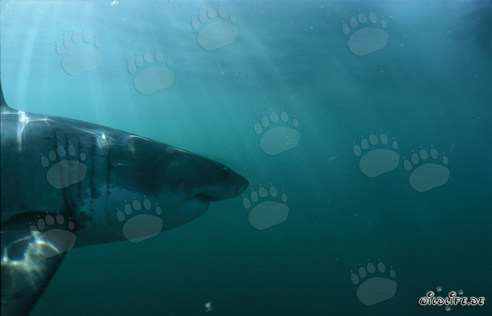 Impressive head portrait of the Great White Shark - Majestic marine creature